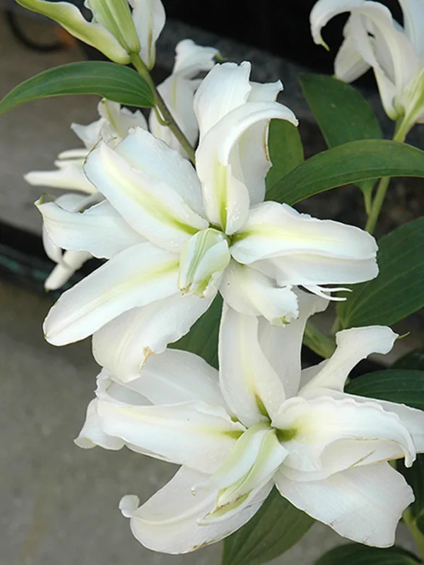 Лилия Полар Стар 